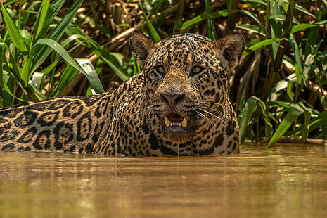 Koty, Jaguar, Big Cat, Wildlife, Predator (Animal), Tapety HD HD wallpaper