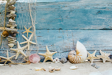 banyak dekorasi kerang, pasir, pantai, bintang, kulit, kayu, laut, kerang, bintang laut, Wallpaper HD HD wallpaper
