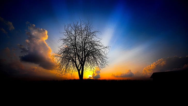 Árbol silueta puesta de sol resplandor, árbol verde, árbol, silueta, puesta de sol, resplandor, Fondo de pantalla HD