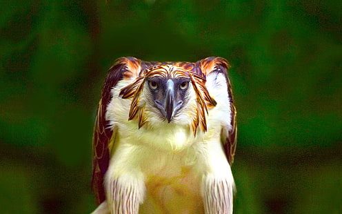 águia marrom, pássaros, águia filipina, pássaro, HD papel de parede HD wallpaper