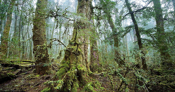 กิ่งไม้สีน้ำตาลและสีเขียวภูมิทัศน์ต้นไม้ป่า, วอลล์เปเปอร์ HD