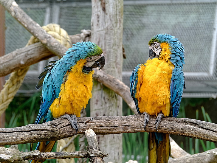 two blue-and-yellow macaws, parrots, couple, birds, zoo, HD wallpaper
