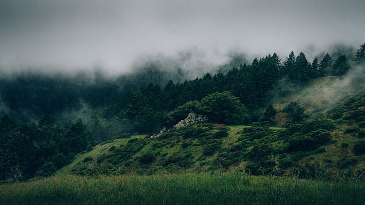 grüne Kiefern, Wald, Nebel, Hügel, Fotografie, HD-Hintergrundbild