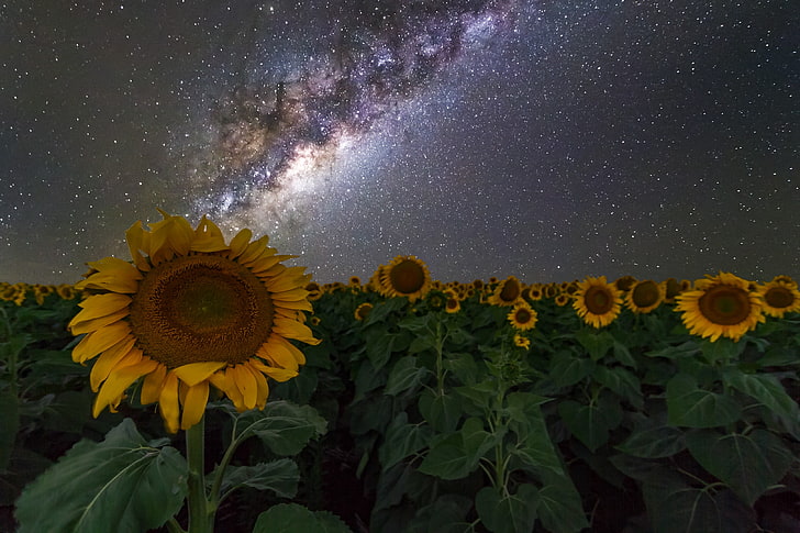 sunflowers wallpaper, sunflowers, Australia, night sky, stars, space, galaxy, Milky Way, HD wallpaper