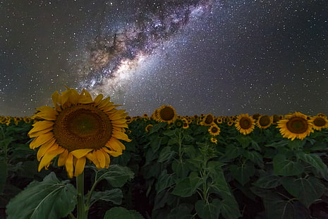 sunflowers wallpaper, sunflowers, Australia, night sky, stars, space, galaxy, Milky Way, HD wallpaper HD wallpaper