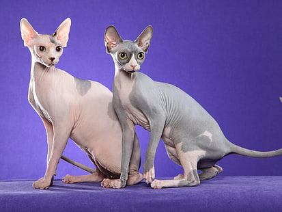 Zwierzę, Kot Sfinks, Kot, Sfinks, Tapety HD HD wallpaper