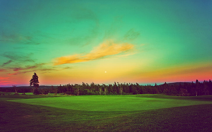 поле със зелена трева, голф, пейзаж, зелено, HD тапет