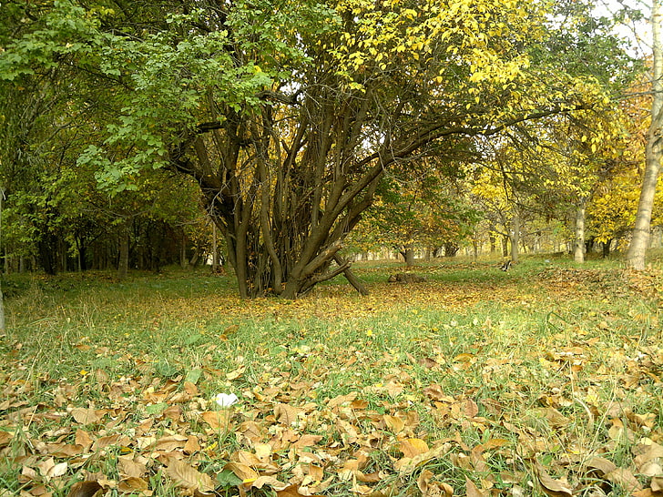 forêt, dehors, arbres, feuilles mortes, automne, Fond d'écran HD