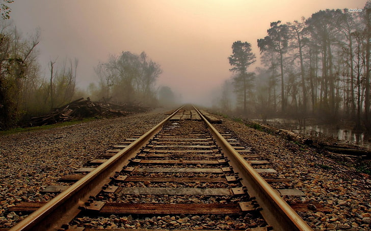 trem marrom ferroviário, ferrovia, folhas, névoa, árvores, paisagem, HD papel de parede