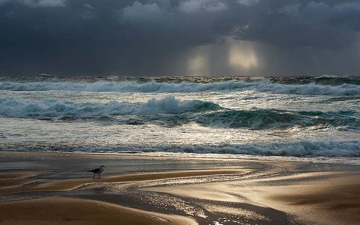 ondas do mar, gaivotas, praia, ondas, nublado, Sydney, Austrália, HD papel de parede
