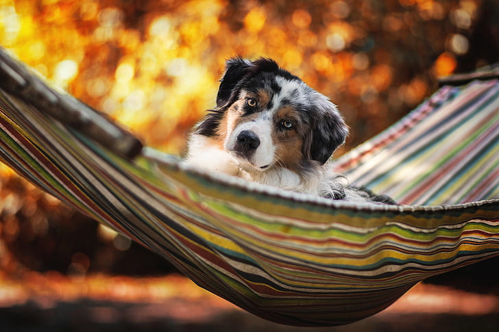 summer, stay, dog, hammock, Australian shepherd, Aussie, HD wallpaper