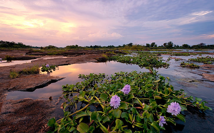 Африкански лилави цветя и зелени листа Река Сънсет Зимбабве Широкоекранен Безплатно изтегляне, HD тапет