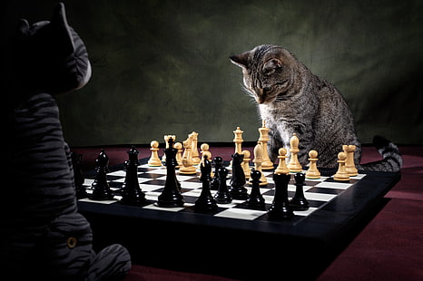 gatto, giocattolo, gioco, scacchi, giocatore di scacchi, gioco di scacchi, Sfondo HD HD wallpaper