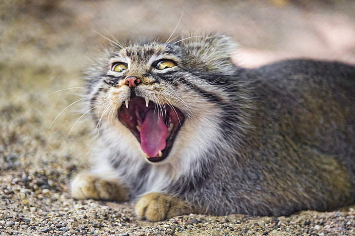 cat, mouth, yawns, manul, ©Tambako The Jaguar, HD wallpaper