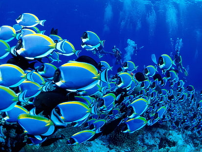 ทะเลใต้น้ำปลานักดำน้ำตื้นของปลา, วอลล์เปเปอร์ HD HD wallpaper