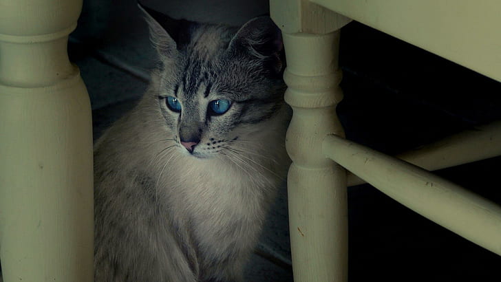 Gatto sotto una sedia bianca, gatto soriano grigio, animali, 1920x1080, Sfondo HD