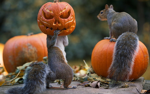 braune Eichhörnchen, Tiere, Eichhörnchen, HD-Hintergrundbild HD wallpaper