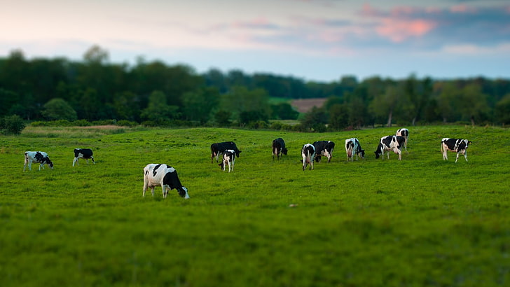 قطيع من الماشية ، تصوير بالإمالة والتحول للأبقار في الحقل ، الحيوانات ، البقرة ، إزاحة الإمالة ، المزرعة، خلفية HD