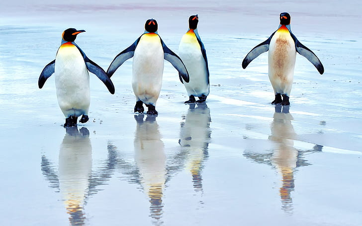 Королевские пингвины гуляют по пляжу, море, королевские пингвины, король, пингвины, гуляют, пляж, море, HD обои