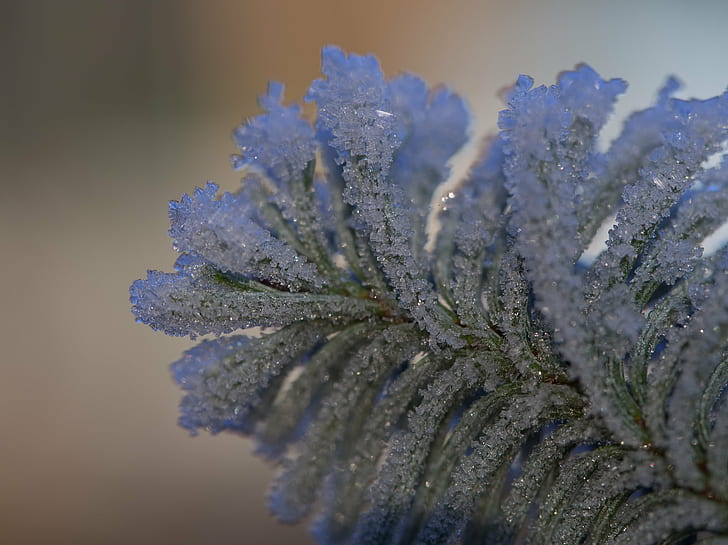 green tree, green tree, tanne, ice, icy, crystals, eis, frost, hoarfrost, macro, makro, dof, green  blue, glitter, nature, close-up, plant, frozen, winter, cold - Temperature, blue, ice Crystal, season, snow, HD wallpaper
