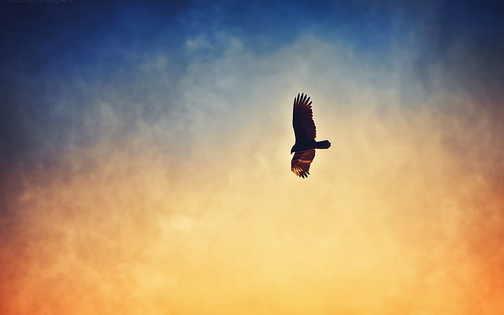 Орел, летящий в закатном небе, Орел, Полет, Небо, HD обои