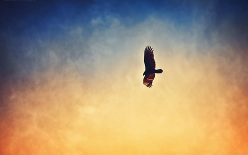 Орел, летящ в небето на залеза, Орел, Летящ, Небе, HD тапет HD wallpaper