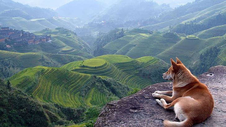landscape dog terraces shiba inu, HD wallpaper