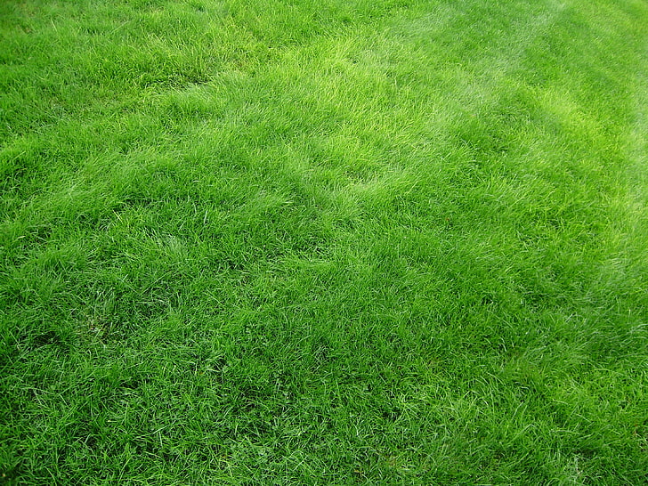 bidang rumput hijau, tekstur, rumput, lapangan, hijau, Wallpaper HD