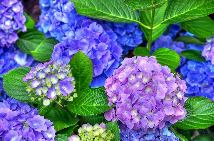 Flowers, Hydrangea, Blue Flower, Earth, Flower, Leaf, Purple Flower, HD wallpaper