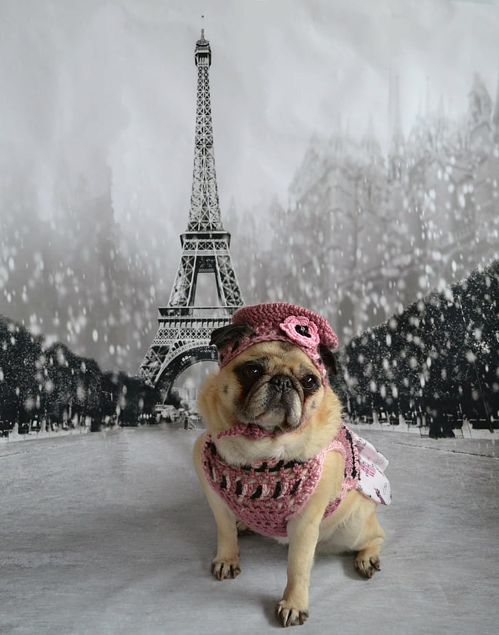 fawn pug with eiffel tower poster at the back, paris, paris, Pug, fawn, poster, back, pugs, dog, dogs, pet, pets, animal, animals, Paris  France, Europe, Eiffel Tower, trip, costume, beret, French, friends, sunrays, Little, Beauty, COTH, france, paris - France, winter, cute, HD wallpaper