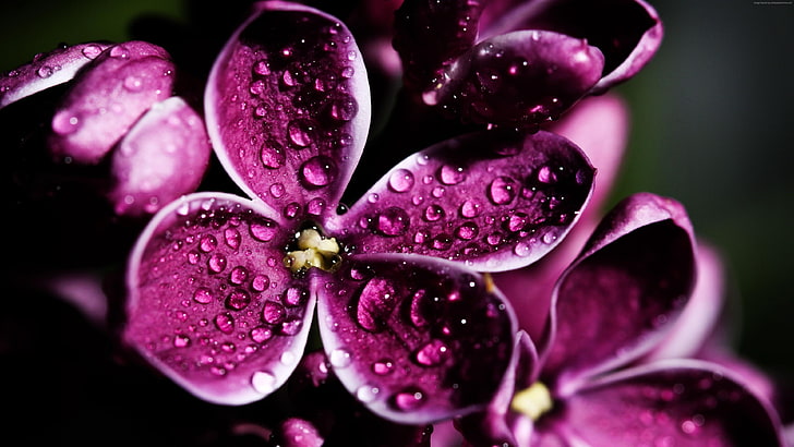 flower, purple, lilac, orchid, pink, flora, floral, plant, blossom, flowers, HD wallpaper