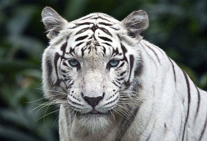 Tigre Branco, fauna, felino, lindo, animal, natureza, animais, HD papel de parede