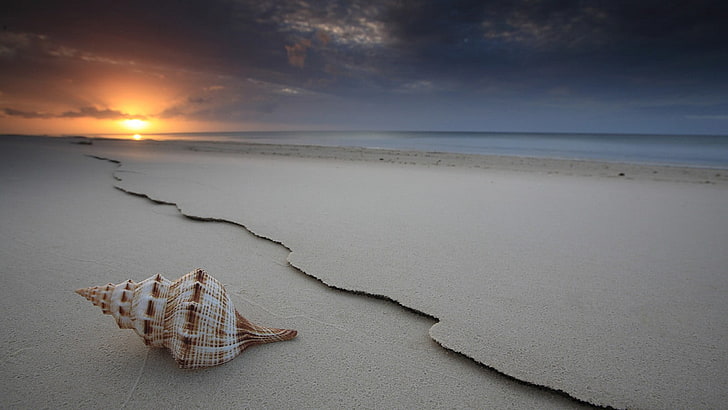 белая ракушка, пляж, море, песок, закат, ракушки, солнце, HD обои