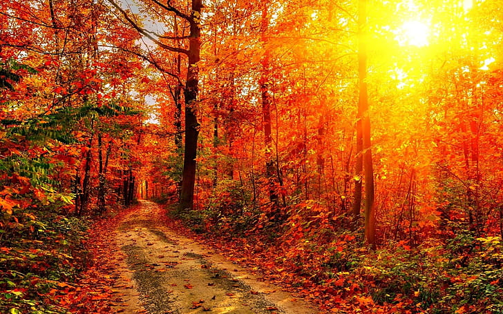 가을의 태양 2560 × 1600, HD 배경 화면