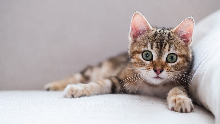mata, kucing, binatang, anak kucing, Wallpaper HD