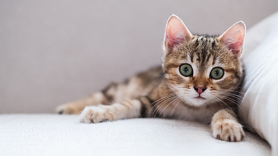 gözler, kedi, hayvanlar, yavru kedi, HD masaüstü duvar kağıdı HD wallpaper