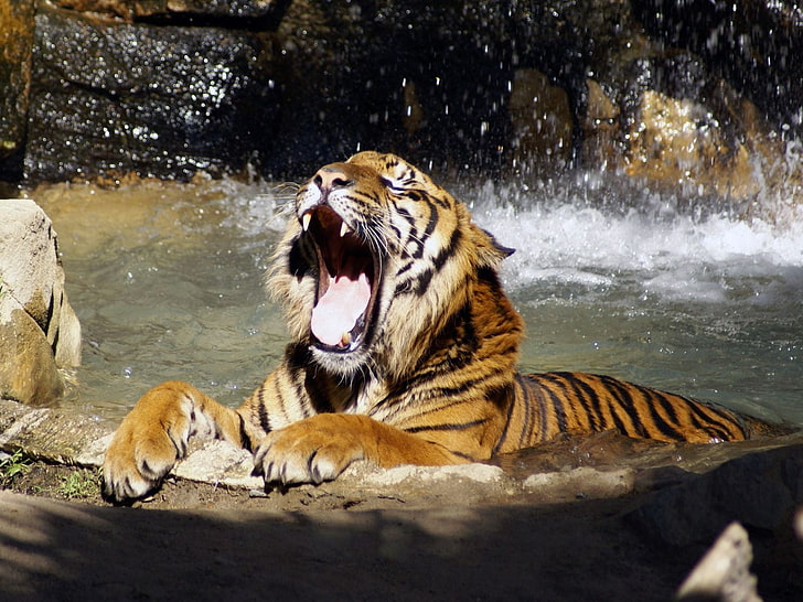 brown, white, and black tiger, tiger, teeth, water, spray, big cat, HD wallpaper