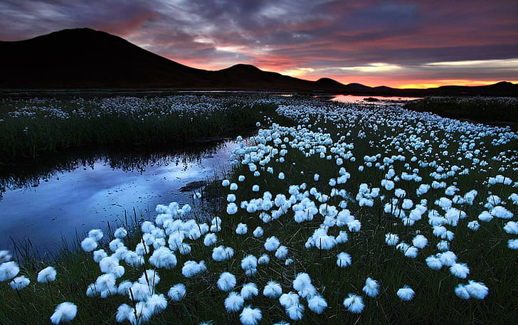 Исландия, холм, закат, ночь, озеро, растение, вода, пейзаж, вечер, цветок, природа, исландия, страна, сценарий, HD обои