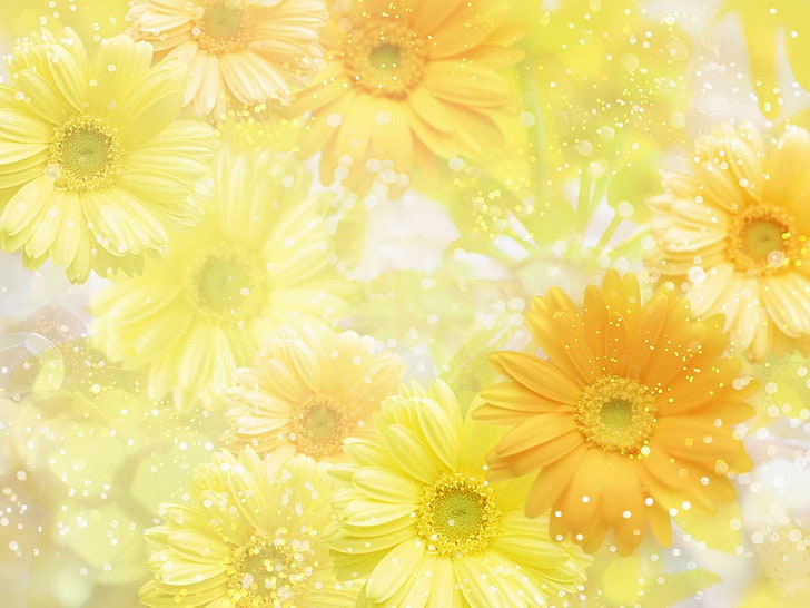 yellow and white floral textile, flowers, yellow flowers, daisies, HD wallpaper
