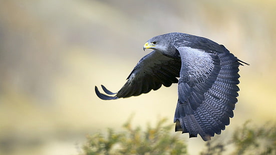 falcão cinza e branco, águia, pássaro, bico, penas, agitando, predador, HD papel de parede HD wallpaper
