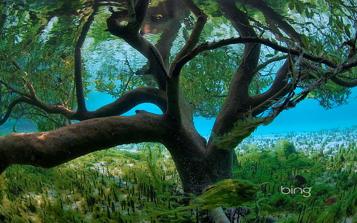 sea, leaves, water, algae, tree, the bottom, flood, the flood, underwater world, HD wallpaper