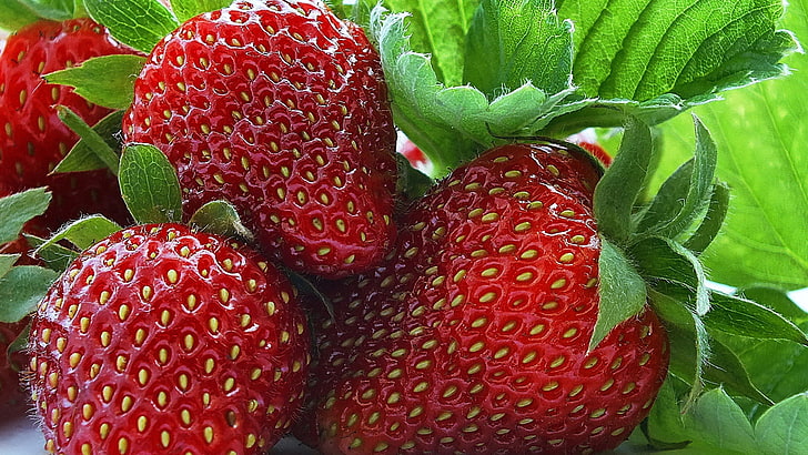 bunch of strawberry, strawberry, berry, sweet, ripe, HD wallpaper