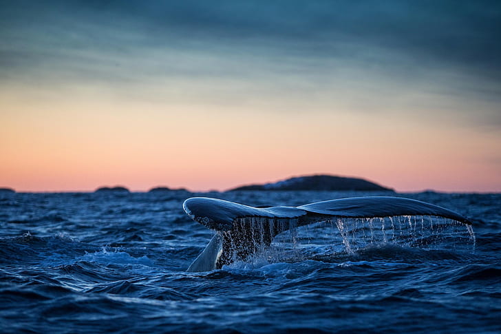 Хвост горбатого кита, фото хвоста синего кита, хвост горбатого кита, Атлантический океан, HD обои