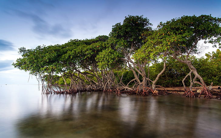 Los bosques de manglar del lago paisaje, manglar, bosque, lago, paisaje, Fondo de pantalla HD