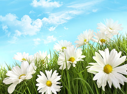 daisy hd image of flowers, HD wallpaper HD wallpaper