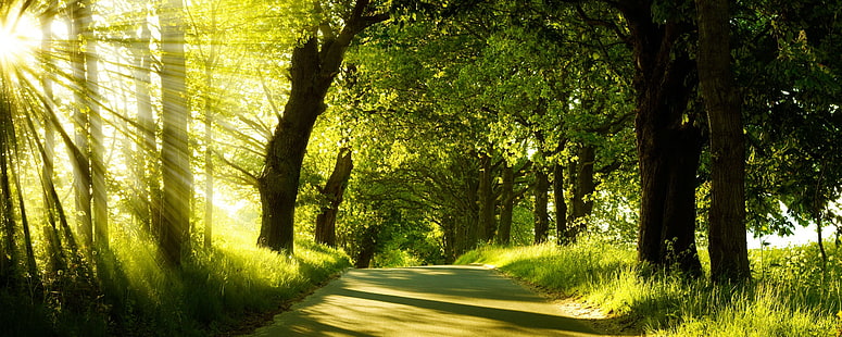 Green Nature Dual Monitor, alberi verdi, verde, doppio, monitor, natura, Sfondo HD HD wallpaper