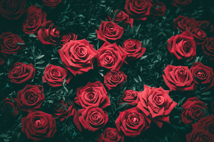 czerwone kwiaty róży, róże, krzewy, czerwone, pąki, Tapety HD
