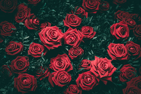 fleurs roses rouges, roses, arbustes, rouges, bourgeons, Fond d'écran HD HD wallpaper