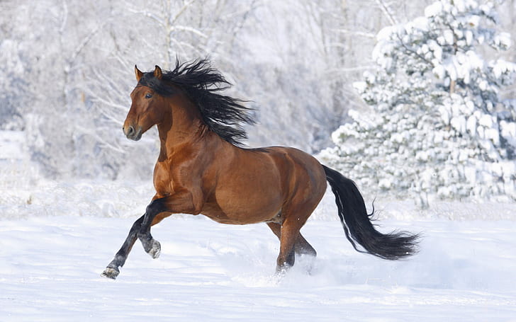Racing Horse, лошадь, скачки, HD обои