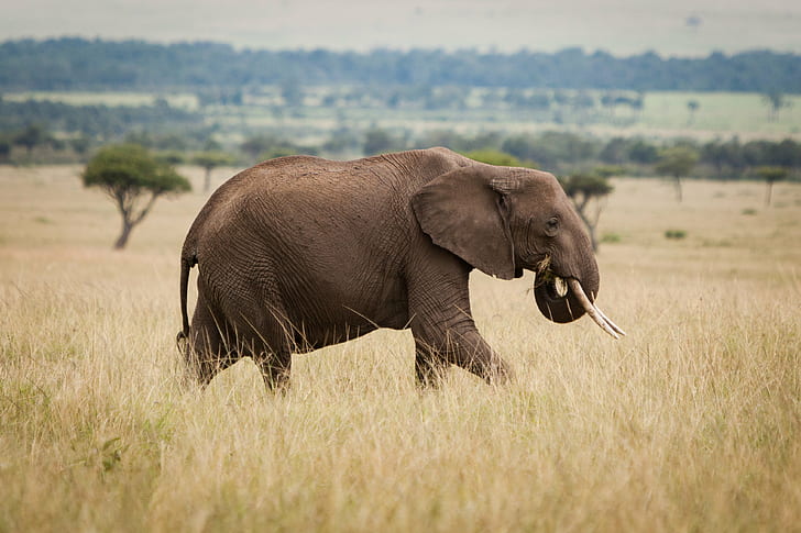 gray elephant on grass field, elephant, Elephant, eating, grass, gray, field, masai mara, nom, nature, wildlife, africa, safari Animals, animals In The Wild, animal, african Elephant, mammal, large, savannah, national Park, kenya, HD wallpaper